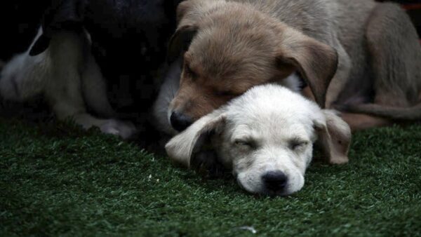 Μπορούν τα ζώα να μεταδώσουν τον κορoνοϊό στον άνθρωπο;