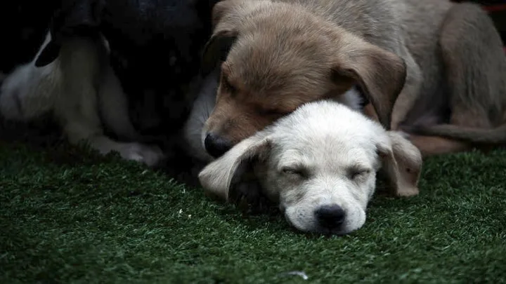 Μπορούν τα ζώα να μεταδώσουν τον κορoνοϊό στον άνθρωπο;