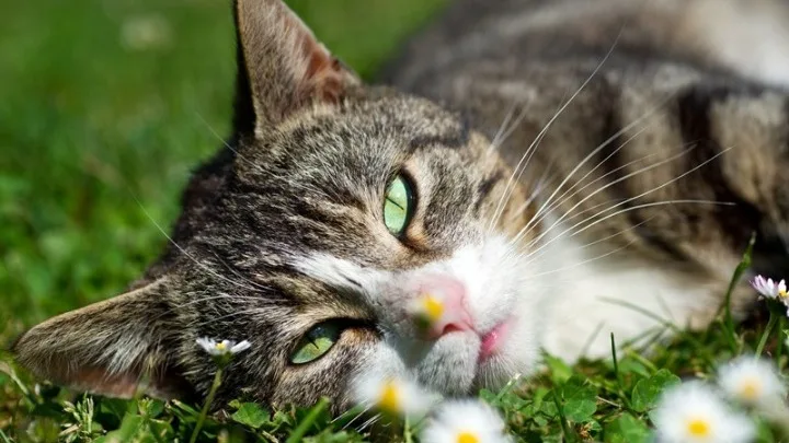 Meow Talk: Η «έξυπνη» εφαρμογή που μεταφράζει τα νιαουρίσματα των γατών