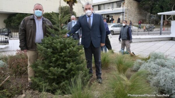 Αριστοτέλειο Πανεπιστήμιο: Ένα έλατο από το δάσος Ταξιάρχη στην κεντρική είσοδο του