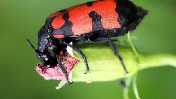 Έρχονται στην Ευρώπη τα πρώτα έντομα προς κατανάλωση!