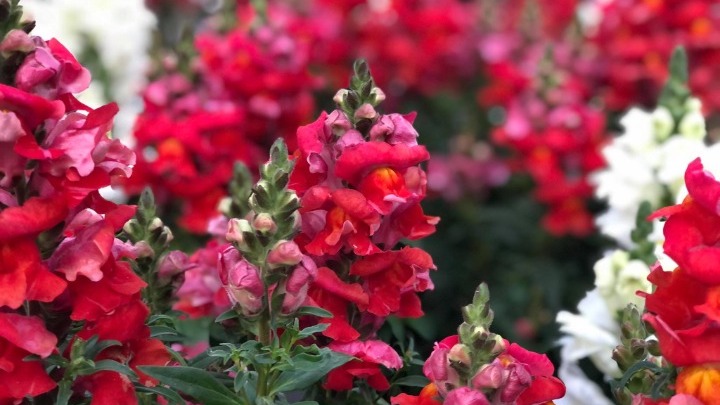 Κωνσταντίνου και Ελένης 21 Μαΐου: Τι σημαίνει η ημέρα - Πώς να ευχηθούμε