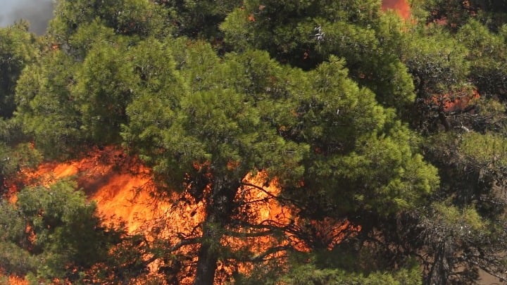 Μεγάλη φωτιά στη Θάσο – Μήνυμα από το 112 για εκκένωση οικισμού