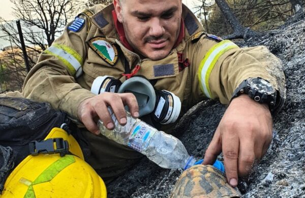 Όλη την Ευρώπη συγκίνησε ο πυροσβέστης που έδωσε νερό στη χελώνα