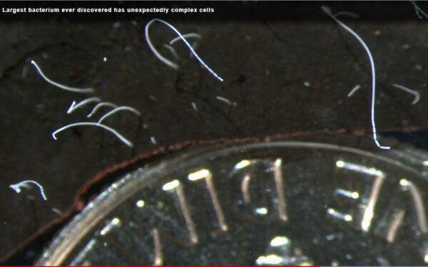 Ανακαλύφθηκε το μεγαλύτερο μικρόβιο στον κόσμο: Βακτήριο δύο εκατοστών σαν φασόλι