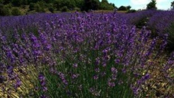 Υπερτροφές στη διατροφή τα ελληνικά αρωματικά – φαρμακευτικά φυτά