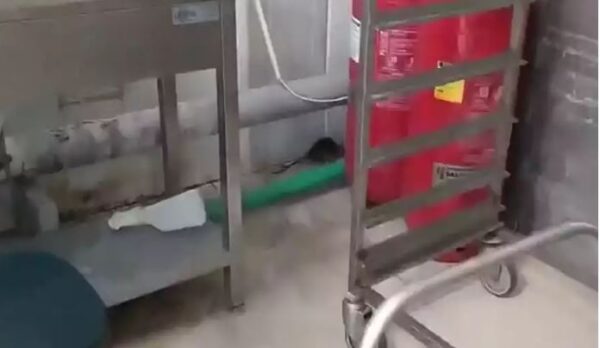 ΑΠΘ: Ποντίκι κάνει «βόλτες» στην κουζίνα της φοιτητικής λέσχης