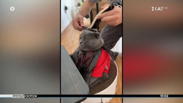 Tα πιο ξεκαρδιστικά βίντεο με ζωάκια