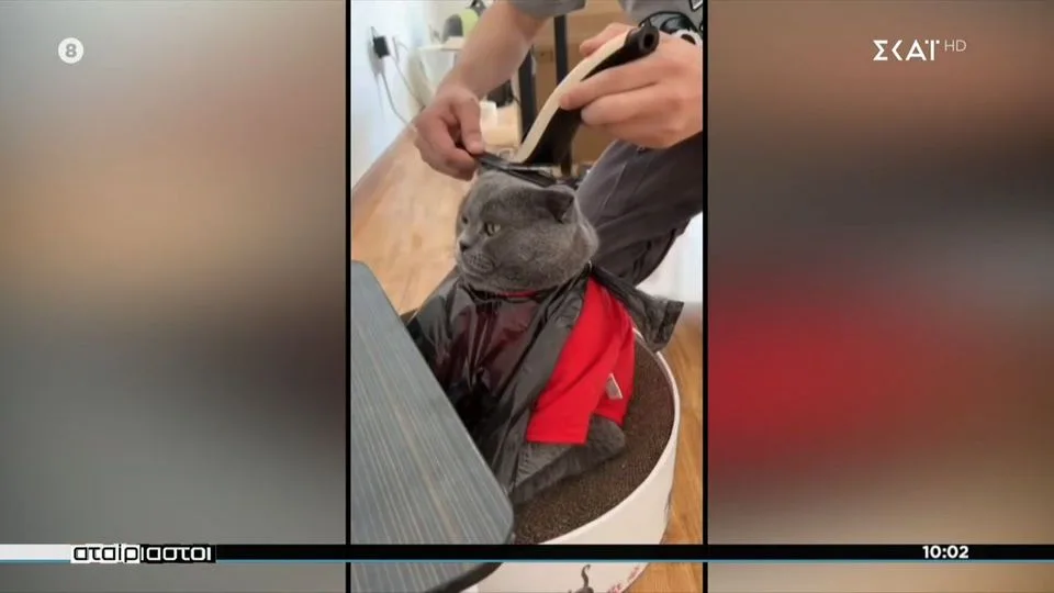 Tα πιο ξεκαρδιστικά βίντεο με ζωάκια