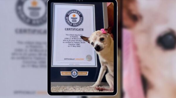 Pebbles: Το γηραιότερο σκυλί στον κόσμο είναι…22 ετών