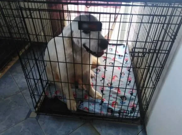 Θεσσαλονίκη: 60χρονη συνελήφθη για κακοποίηση 16 σκυλιών