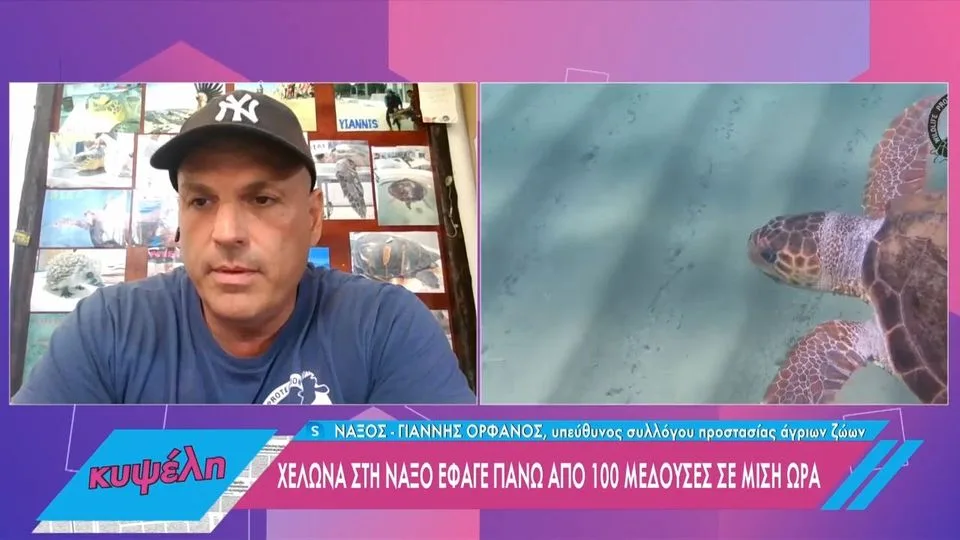 Χελώνα έφαγε πάνω από 100 μωβ μέδουσες σε μισή ώρα – Δείτε το βίντεο