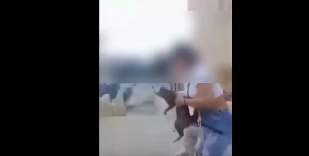 Προσοχή σκληρό βίντεο: Μαθήτρια κλώτσησε γατάκι και γελούσε με τις φίλες της