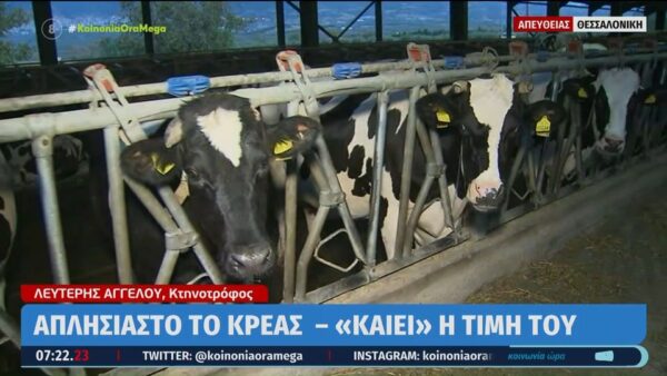 Κρέας: «Ξέφυγαν» οι τιμές  – Οι κτηνοτρόφοι προειδοποιούν για έλλειψη γαλακτοκομικών