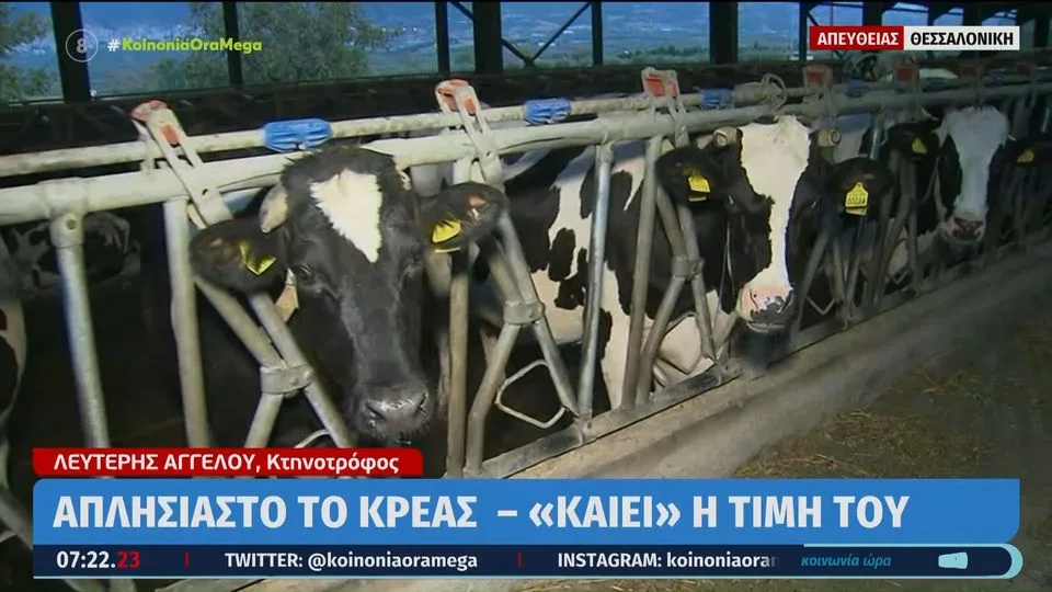 Κρέας: «Ξέφυγαν» οι τιμές  – Οι κτηνοτρόφοι προειδοποιούν για έλλειψη γαλακτοκομικών