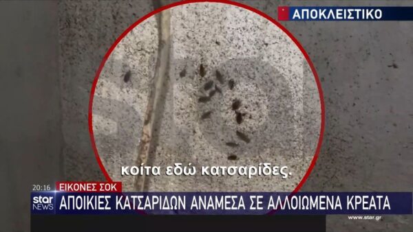 Εικόνες ντροπής σε κρεοπωλεία λίγο πριν τα Χριστούγεννα – Οι κατσαρίδες κάνουν βόλτα στα ψυγεία