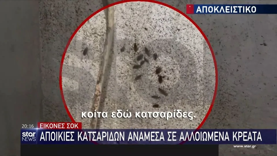 Εικόνες ντροπής σε κρεοπωλεία λίγο πριν τα Χριστούγεννα – Οι κατσαρίδες κάνουν βόλτα στα ψυγεία