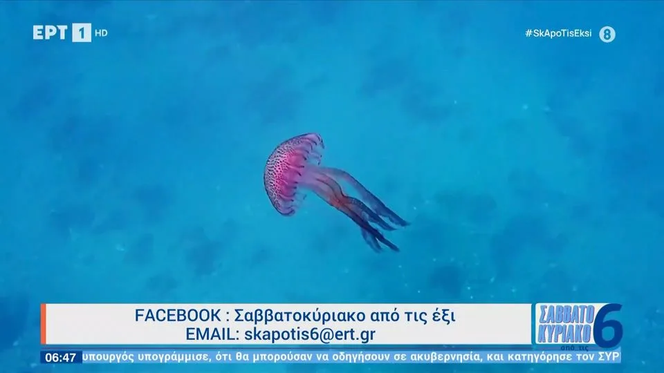 Συναγερμός για τις μωβ μέδουσες