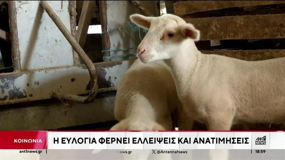 Φόβοι για ελλείψεις σε γάλα και κρέας – Κραυγή αγωνίας από τους κτηνοτρόφους