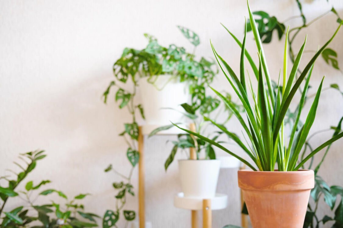 Φυτά μέσα στο σπίτι: Ευεργετικά ή επικίνδυνα;