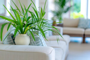 Αυτά τα φυτά μυρίζουν άσχημα – Κρατήστε τα μακριά από το σπίτι σας