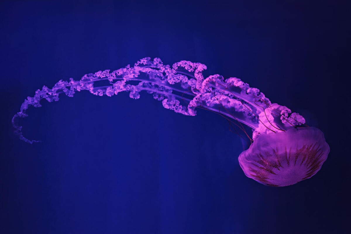 Μωβ μέδουσες: Πότε είναι επικίνδυνο το τσίμπημά τους, οι οδηγίες του ΕΟΔΥ