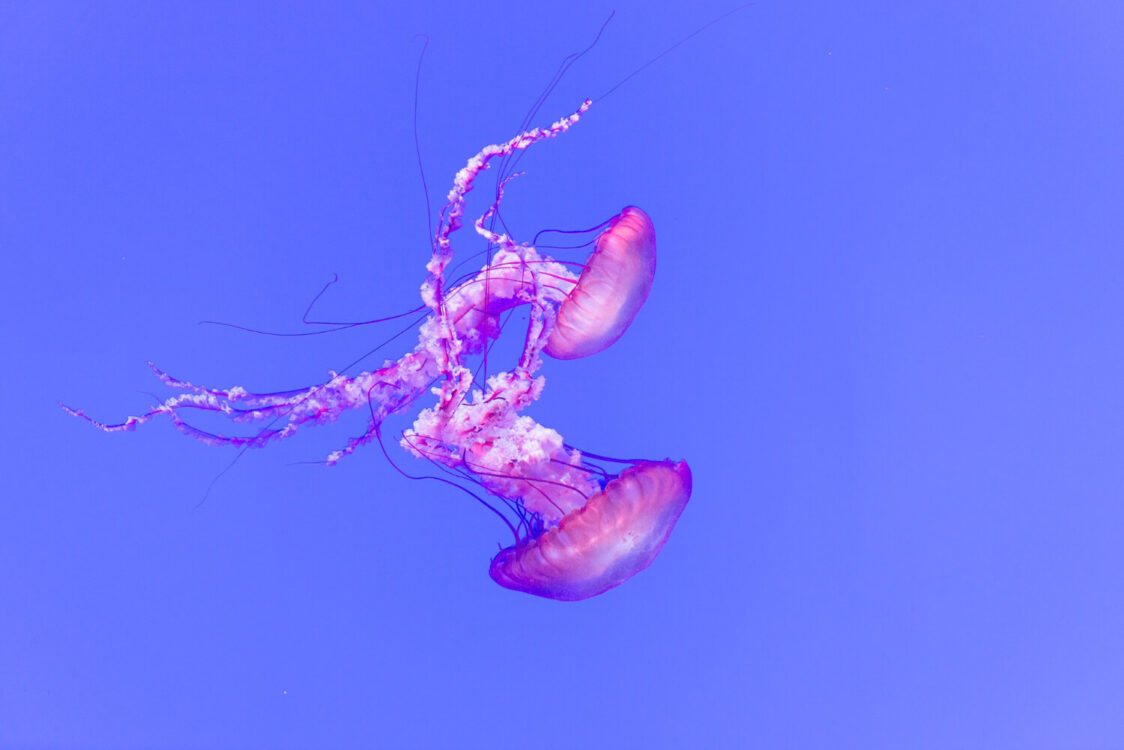 Έξαρση μωβ μέδουσας - Πού εντοπίζεται και τι να κάνετε σε περίπτωση τσιμπήματος