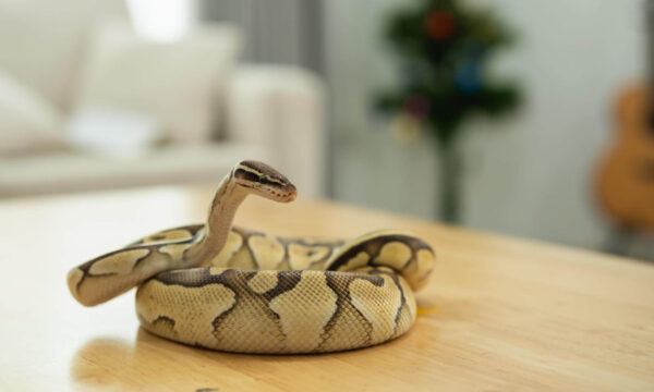 Τι προσελκύει τα φίδια στο εξοχικό – Τι πρέπει να προσέχετε