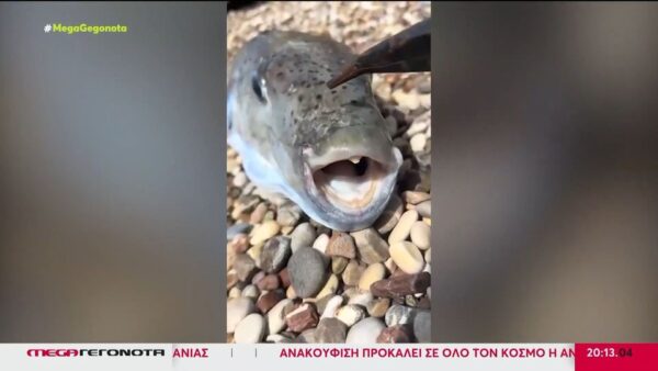 Λαγοκέφαλοι στις θάλασσες: Γιατί δεν πρέπει να τους αγγίξετε ούτε να τους φάτε
